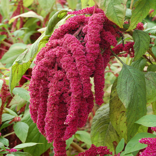 Amaranthus Love