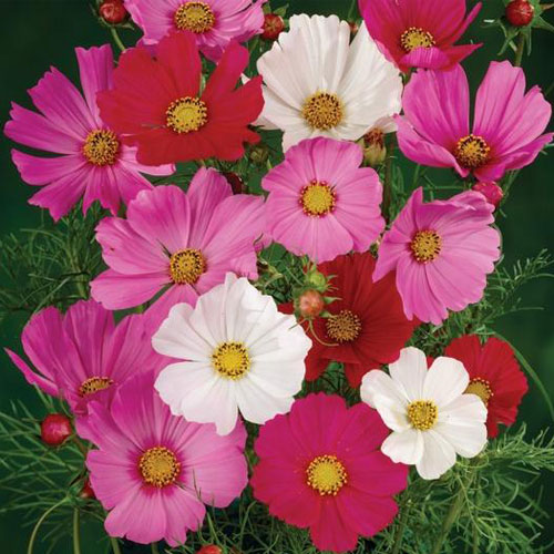 Cosmos Sensation Mixed