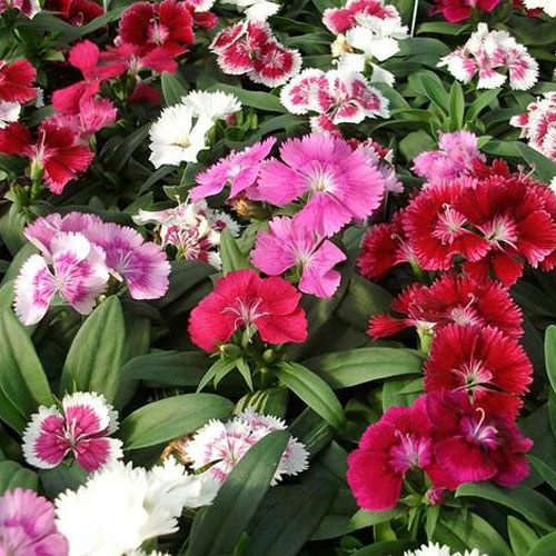 Dianthus Dbl. Mix