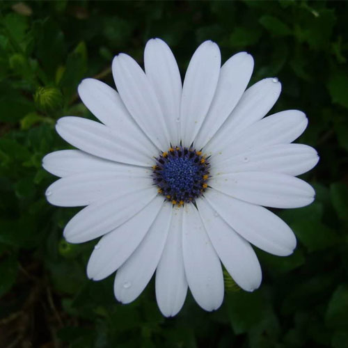 Dimorphotica White
