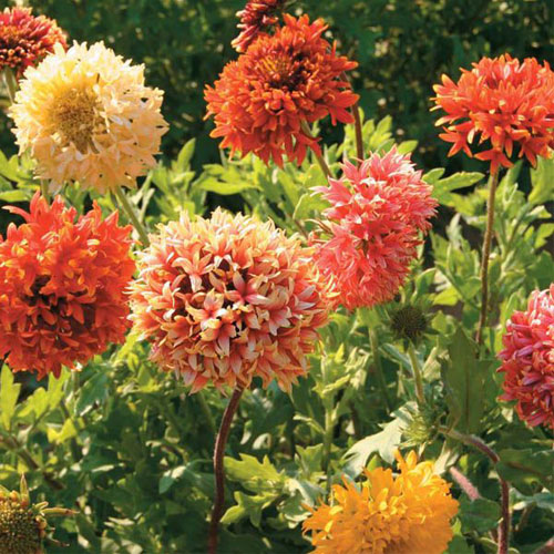 Gaillardia Dbl. Mixed
