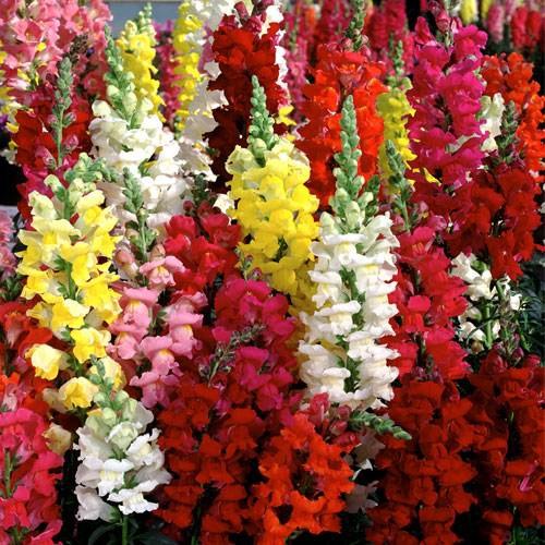 Antirrhinum Mix