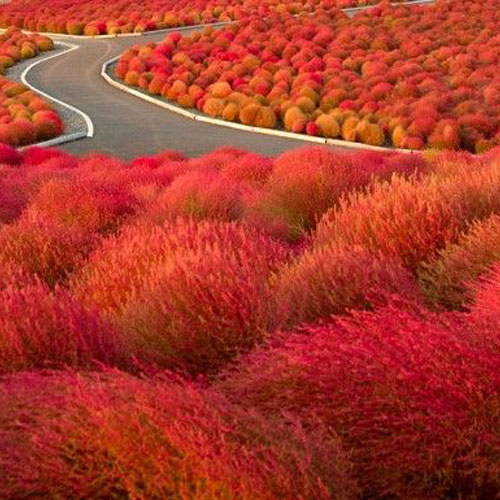 Kochia Trichophylla Fire Bush