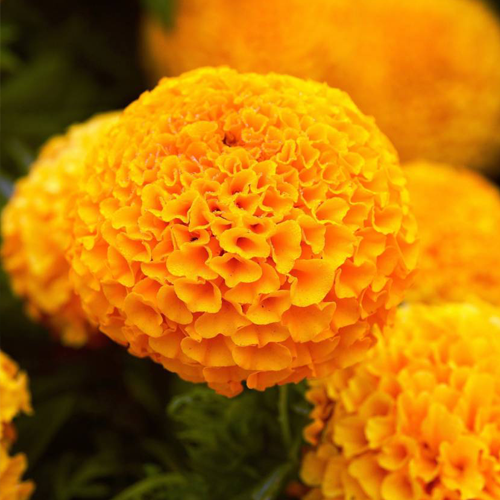 Marigold Roundball Kolkata
