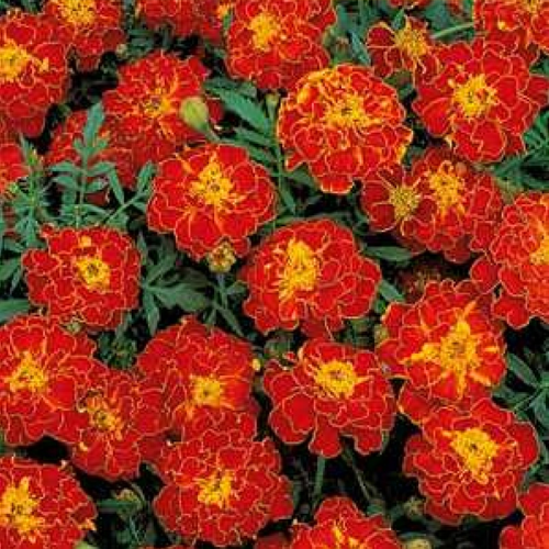 Marigold Nana Red