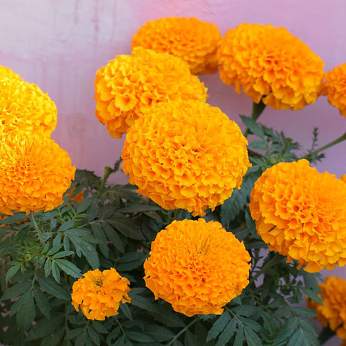 Marigold Sm Gold (Imp)