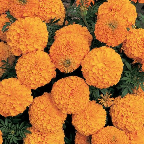 Marigold Supreme Orange
