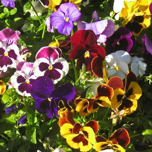 Pansy Velvet Mixed