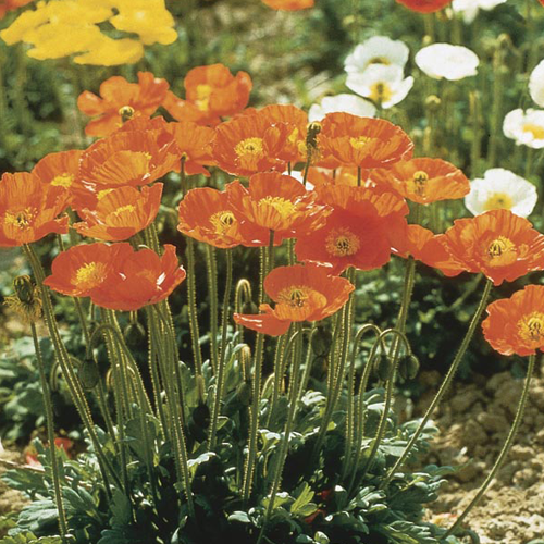Papaver Nudicaule Iceland Poppy
