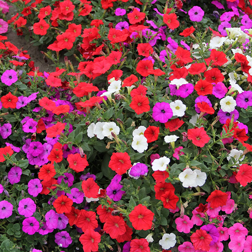 Petunia Nc Dwarf Mix