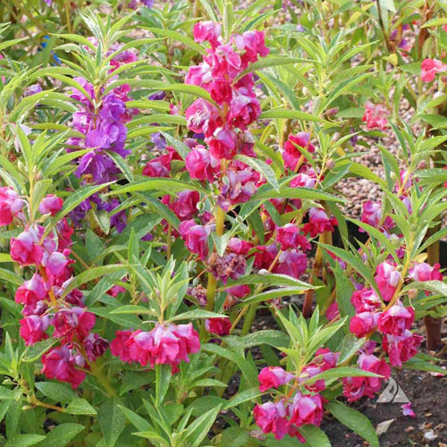 Balsam Bush Mixed