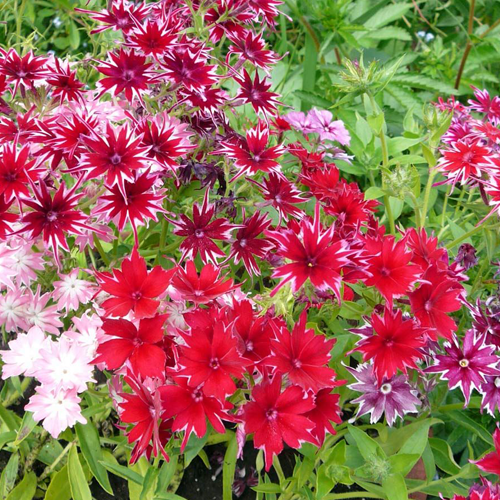 Phlox Cuspidata Twinkle Dwarf Mix