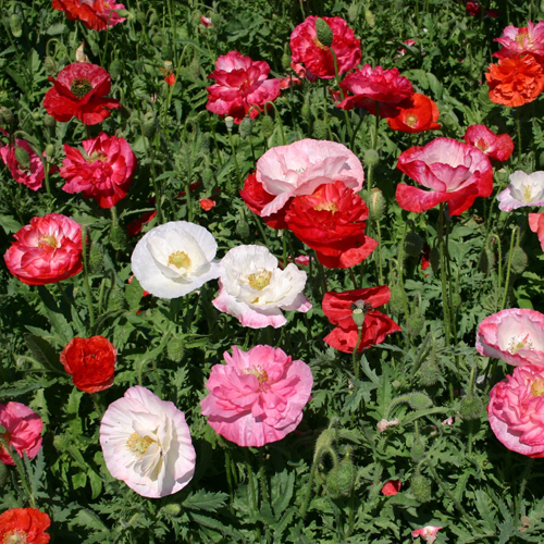 Poppy Dbl. Mixed