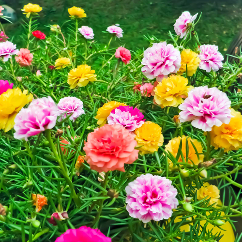 Portulaca Dbl. Mixed