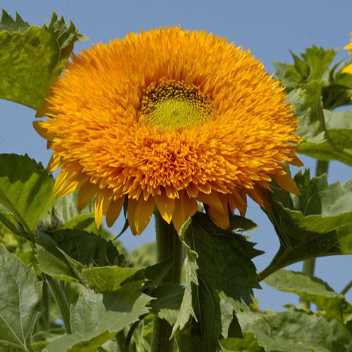 Sunflower Dbl. Orange