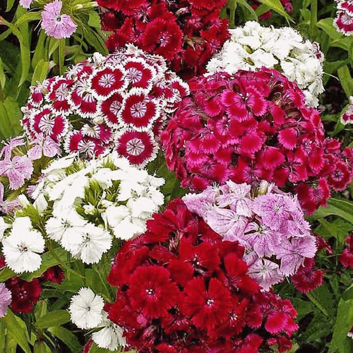 Sweet William F-2 Mixed