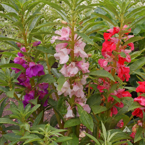 Balsam Tom Thumb Mix