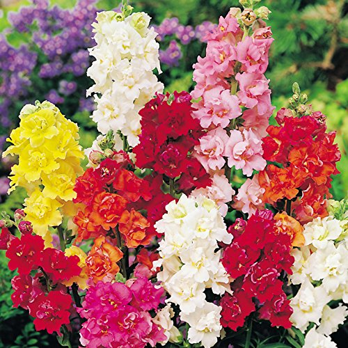 Antirrhinum F1 Madame Butterfly
