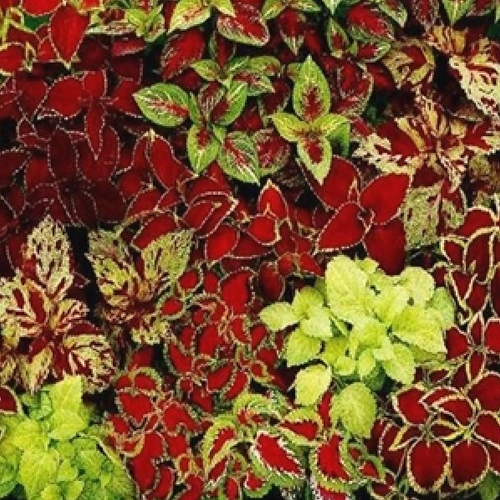Coleus F1 Extra Dwf. Fairway Mixed