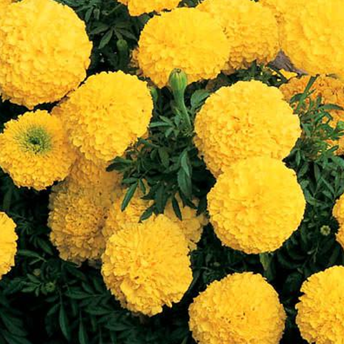 Marigold F1 Inca Yellow