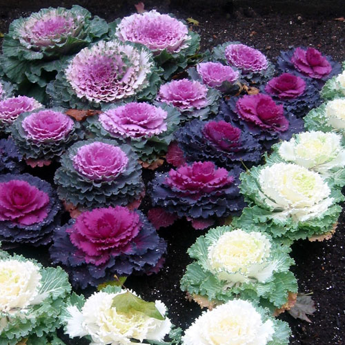 Cabbage Ornamental (Patta Gobhi)