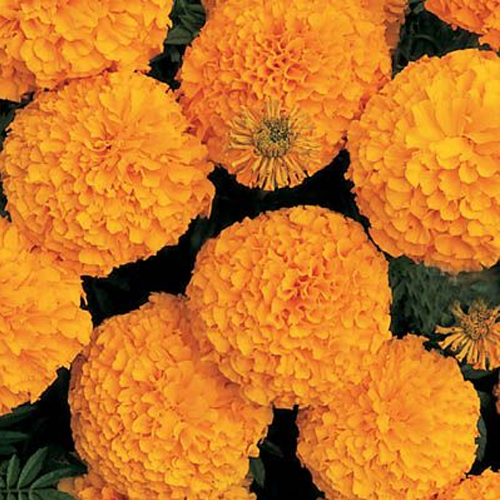 Marigold F1 Nirvana Orange