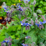 BORAGE