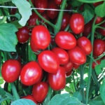 TOMATO F-1 HIMSHAKTI (Tamatar)