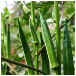 BHINDI F-1 280 (Bhindi)