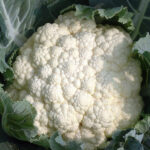 CAULIFLOWER F-1 SS-66 (Phool Gobhi)