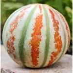 MUSKMELON KAJRI (Kharbooj)
