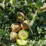 MUSKMELON F-1 BASANT (Kharbooj)