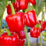 CAPSICUM F-1 RED (Shimla Mirch)