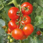 TOMATO F-1 SWASTI (Tamatar)