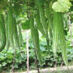 SNAKEGOURD F- 1 RASHMI