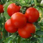 TOMATO F-1 SS-2004 (Tamatar)
