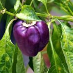 CAPSICUM f-1 PURPLE (Shimla Mirch)