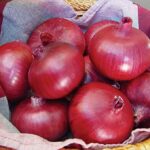 ONION F-1 RED CROWN (Pyaaz)
