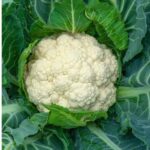 CAULIFLOWER F-1 SS-60 (Phool Gobhi)