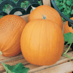PUMPKIN CONNECTICUT (Kaddo)