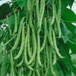 POLE BEANS SUPER 125 (Beans Phaliyaan)