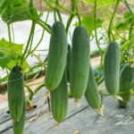 CUCUMBER F-1 SS-2036 (Kheera)