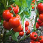 TOMATO F-1 14545 (Tamatar)