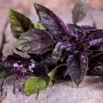 BASIL DARK OPAL (PURPLE)