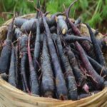 CARROT BLACK (Gaajar)