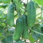 CUCUMBER F-1 KALPANA (Kheera)
