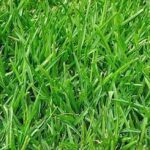 GRASS SEED SS-14536 (Ghaas Ke Beej)