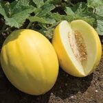 MUSKMELON F-1 YELLOW PRINCESS (Kharbooj)