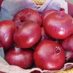 ONION F-1 KALYAN (Pyaaz)