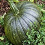 PUMPKIN PRATAP (Kaddo)